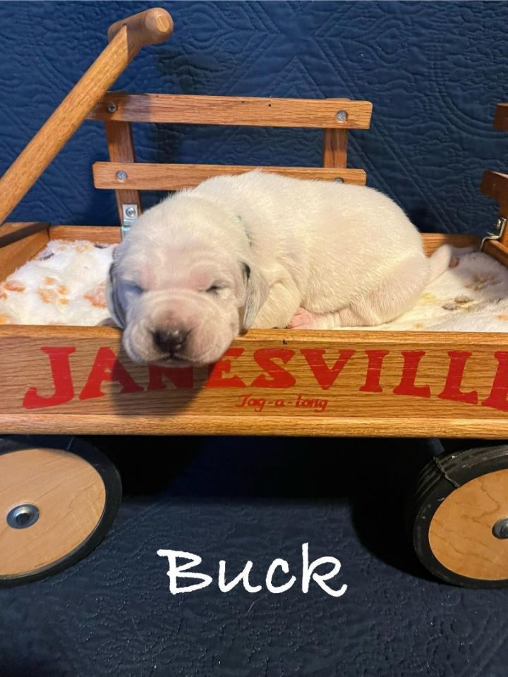 Buck, an adoptable Bluetick Coonhound Mix in TULSA, OK_image-3