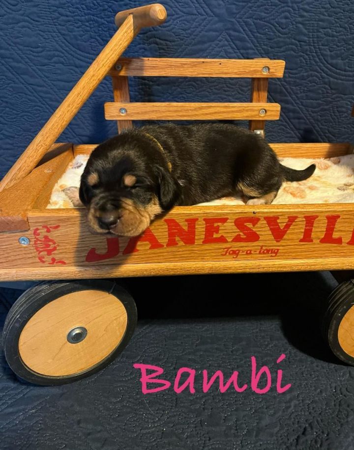 Bambi, an adoptable Bluetick Coonhound Mix in TULSA, OK_image-3