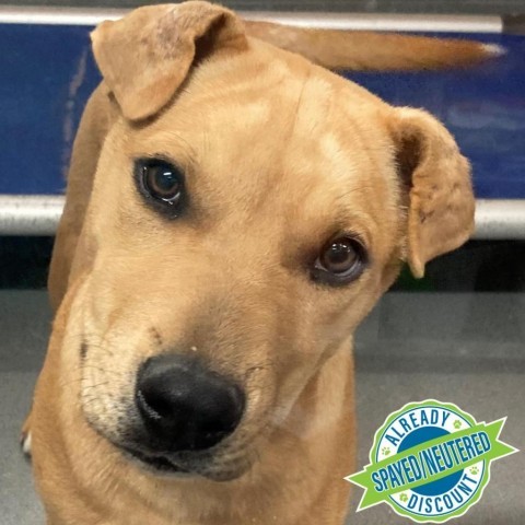 Grogu, an adoptable Mixed Breed in Las Cruces, NM, 88012 | Photo Image 1