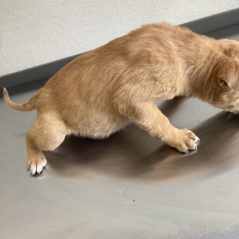 Grogu, an adoptable Mixed Breed in Las Cruces, NM, 88012 | Photo Image 2