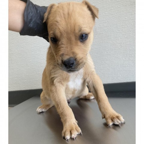 Grogu, an adoptable Mixed Breed in Las Cruces, NM, 88012 | Photo Image 3