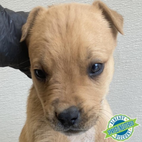 Grogu, an adoptable Mixed Breed in Las Cruces, NM, 88012 | Photo Image 4