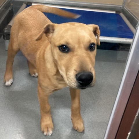 Grogu, an adoptable Mixed Breed in Las Cruces, NM, 88012 | Photo Image 5