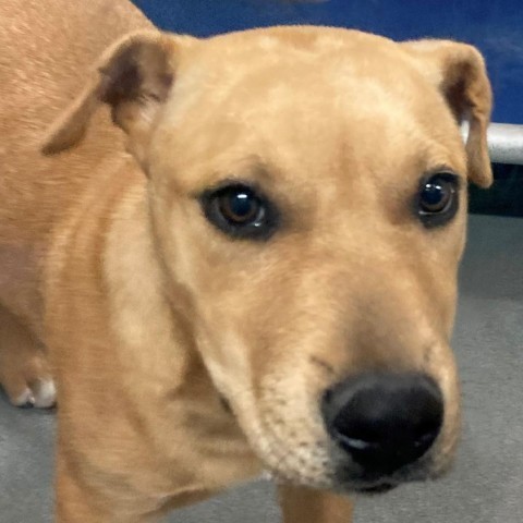 Grogu, an adoptable Mixed Breed in Las Cruces, NM, 88012 | Photo Image 6