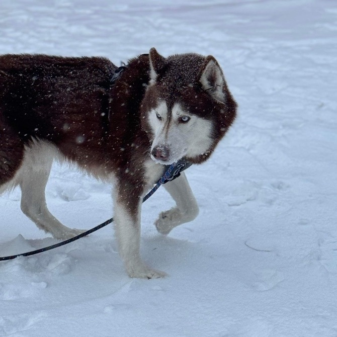 Bodhi, an adoptable Husky in Frewsburg, NY_image-4