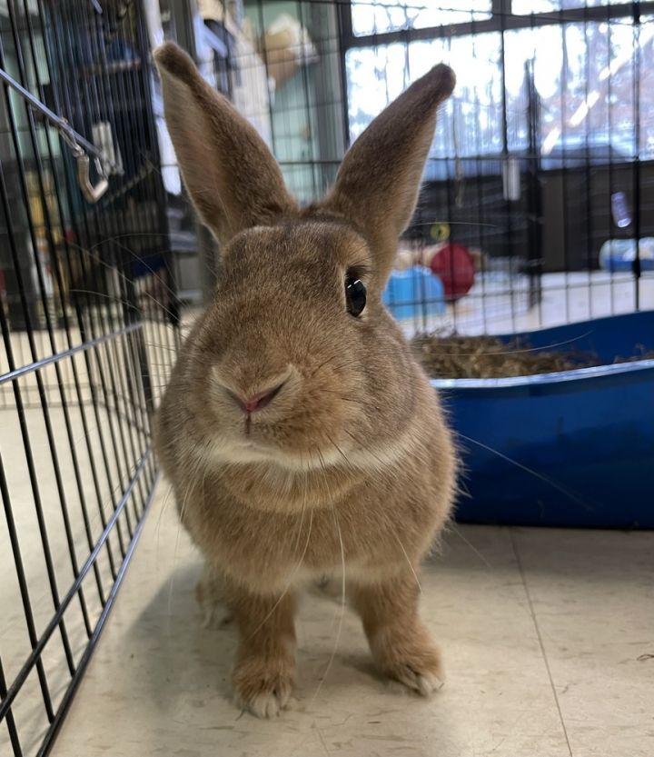 Homefry, an adoptable Bunny Rabbit Mix in Westford, MA_image-1