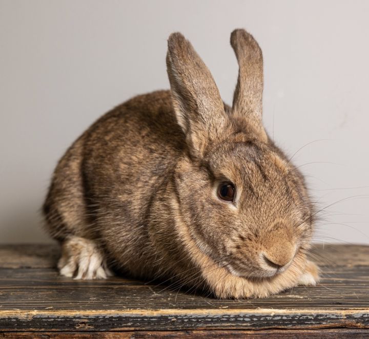 Homefry, an adoptable Bunny Rabbit Mix in Westford, MA_image-3