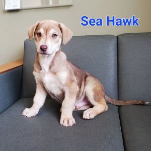 Sea Hawk