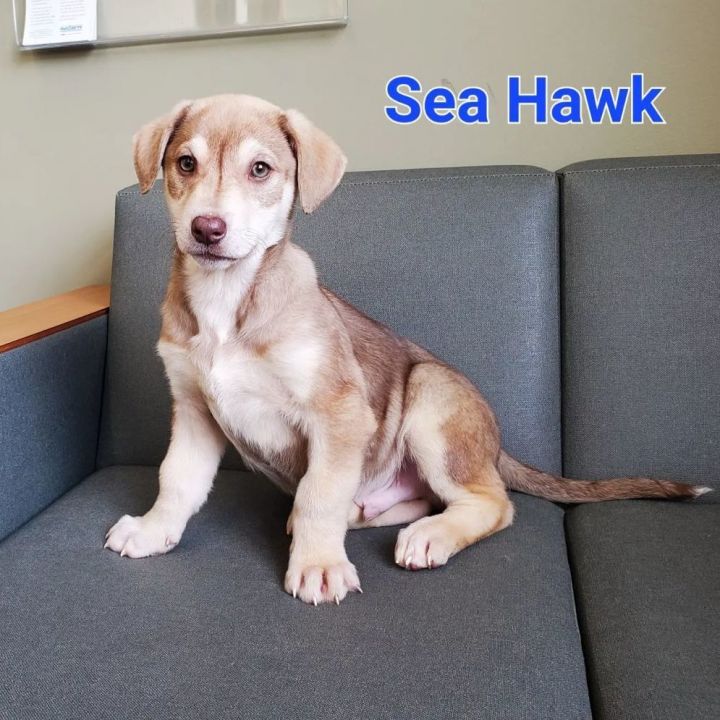 Sea Hawk 1