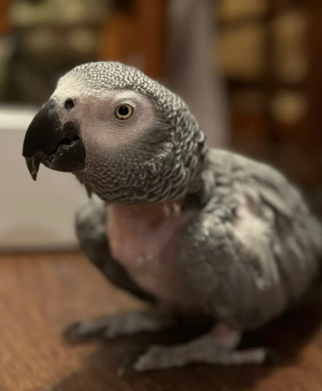 Captain Bonnie, an adoptable African Grey in La Porte , IN_image-1