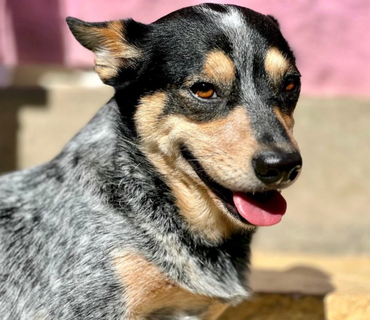 Dog for adoption - Yona, an Australian Cattle Dog / Blue Heeler in ...