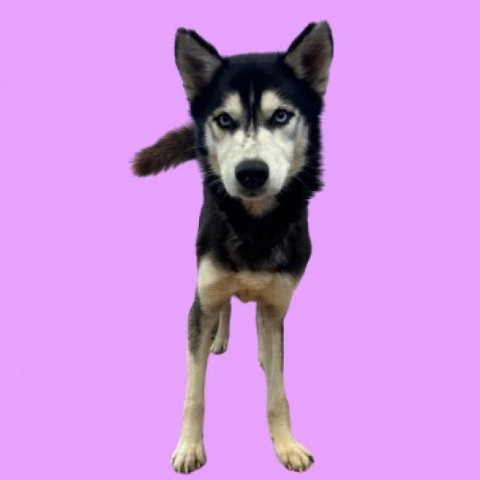 Bratwurst, an adoptable Husky Mix in Tuscaloosa, AL_image-1