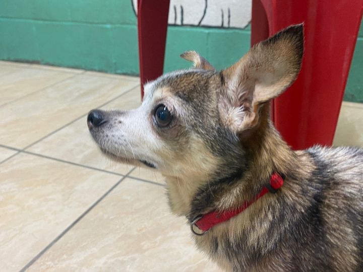 Bug, an adoptable Chihuahua in Latrobe, PA_image-2