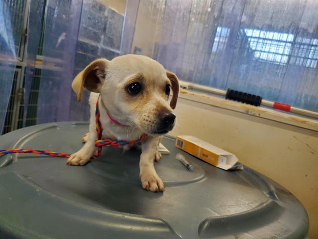 Dog for adoption A841303 a Chihuahua in Camarillo CA Petfinder