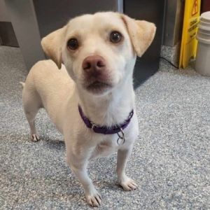 Dogs for Adoption Near Santa Cruz CA Petfinder