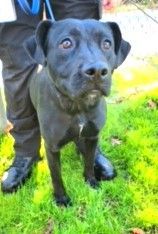 Roxy Beautiful Lab Mix 2 years old 54 pounds Sweetie Pie ask for her video