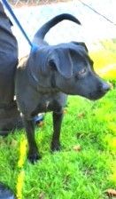 Roxy Beautiful Lab Mix 2 years old 54 pounds Sweetie Pie ask for her video