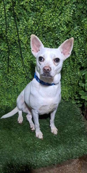 Very excited to introduce Vanilla to you She is a 2-year-old Chihuahua mix who is ready for adoptio