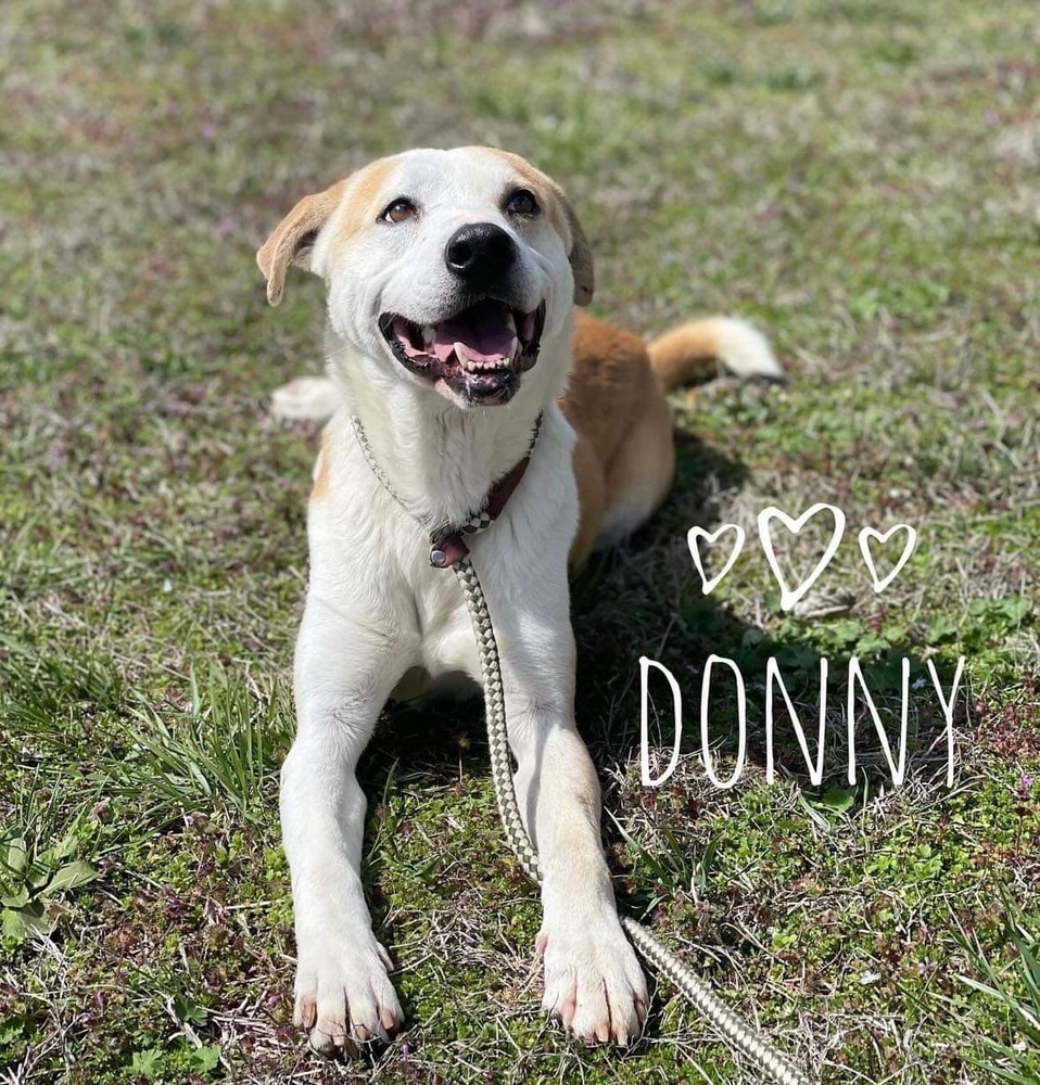 Donny, an adoptable Labrador Retriever in Boulder, CO, 80305 | Photo Image 1