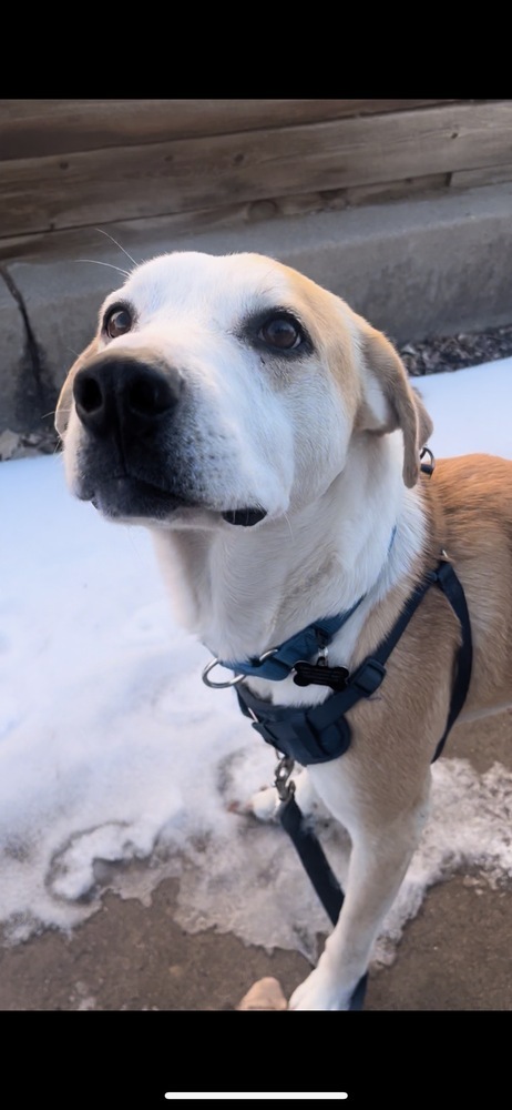 Donny, an adoptable Labrador Retriever in Boulder, CO, 80305 | Photo Image 2