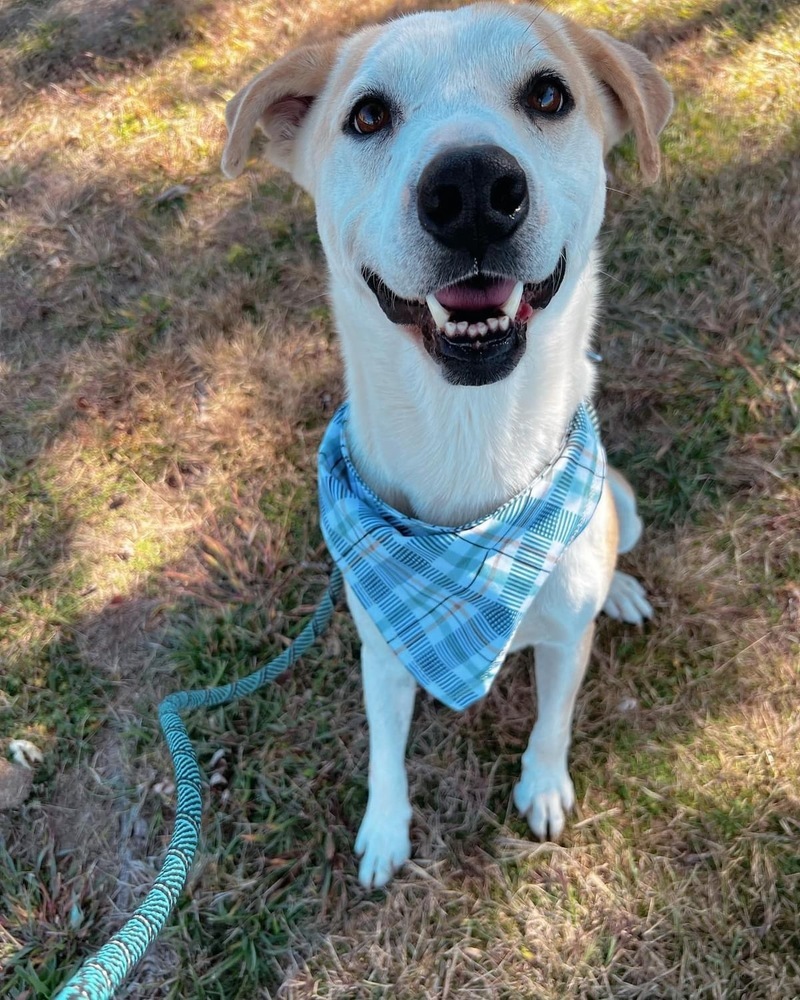 Donny, an adoptable Labrador Retriever in Boulder, CO, 80305 | Photo Image 4