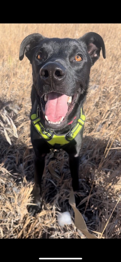 Loki, an adoptable Labrador Retriever, Boxer in Boulder, CO, 80305 | Photo Image 1