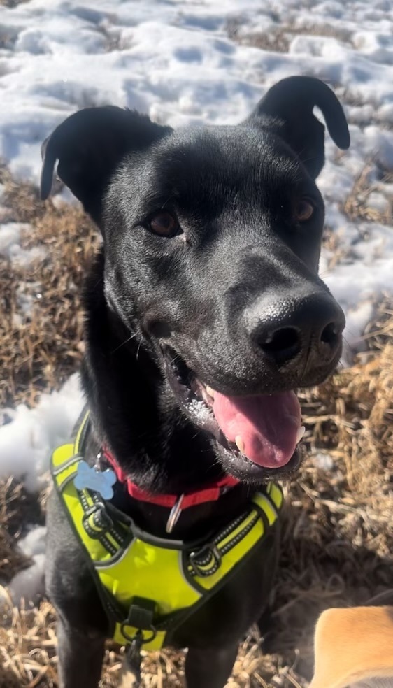 Loki, an adoptable Labrador Retriever, Boxer in Boulder, CO, 80305 | Photo Image 2