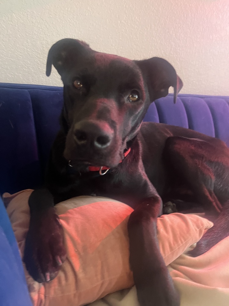 Loki, an adoptable Labrador Retriever, Boxer in Boulder, CO, 80305 | Photo Image 5