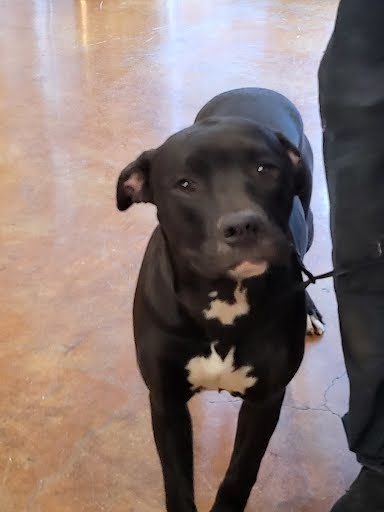 Dog for adoption - PANTERA, a Pit Bull Terrier Mix in Austin, TX ...