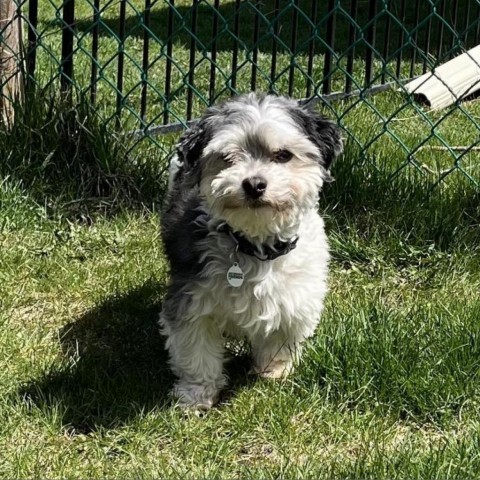 Pepe, an adoptable Havanese, Mixed Breed in Mundelein, IL, 60060 | Photo Image 1