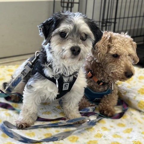 Pepe, an adoptable Havanese, Mixed Breed in Mundelein, IL, 60060 | Photo Image 2