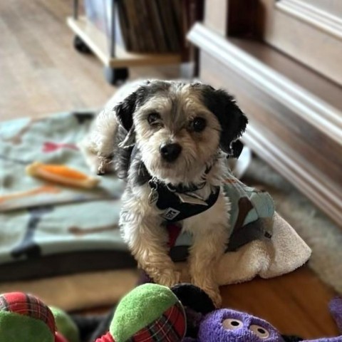 Pepe, an adoptable Havanese, Mixed Breed in Mundelein, IL, 60060 | Photo Image 4