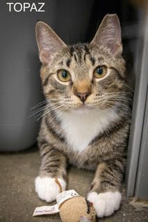 Topaz (FCID# 12/13/2023 - 27 Brookhaven PS) C, an adoptable Tabby & Tuxedo Mix in Brookhaven, PA_image-1