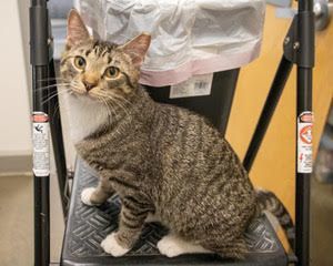 Topaz (FCID# 12/13/2023 - 27 Brookhaven PS) C, an adoptable Tabby & Tuxedo Mix in Brookhaven, PA_image-3
