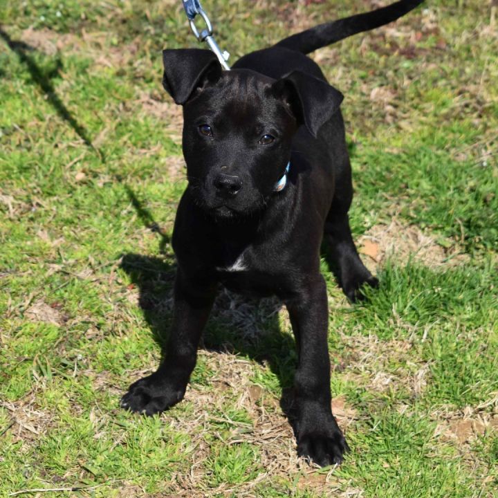 Nick, an adoptable Labrador Retriever Mix in Searcy, AR_image-2