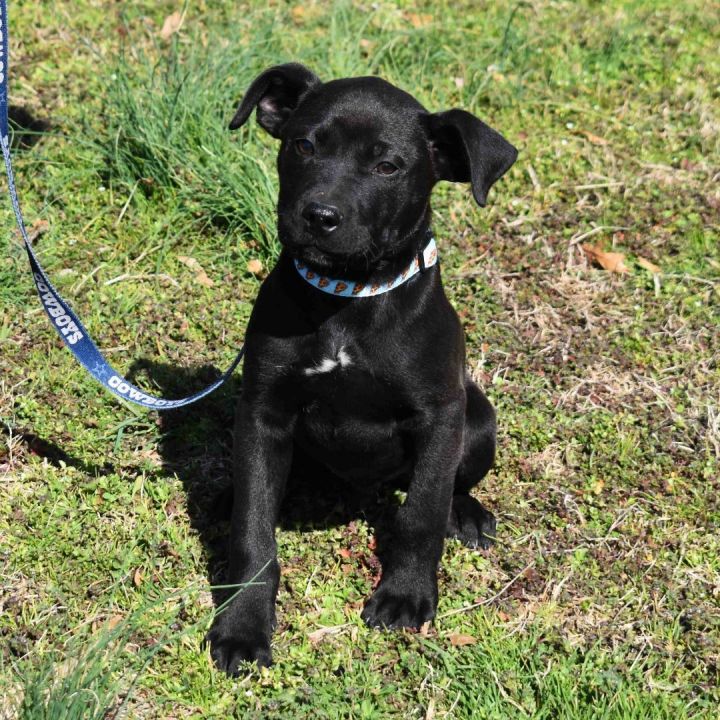 Nick, an adoptable Labrador Retriever Mix in Searcy, AR_image-6