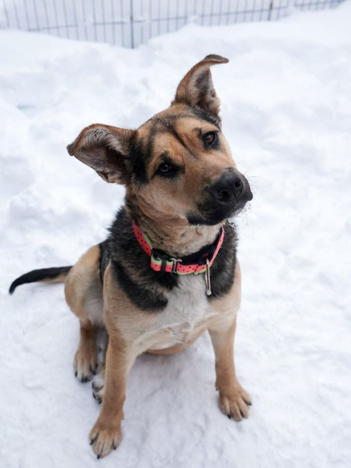 Lil, an adoptable Pit Bull Terrier Mix in Whistler, BC_image-5