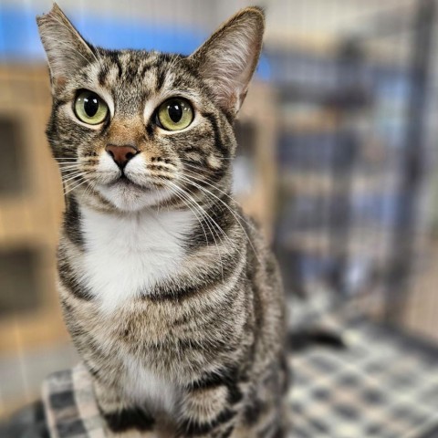 Honey Love - Claremont Location, an adoptable Domestic Short Hair in Chino Hills, CA_image-1