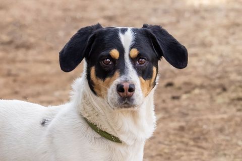 TRIPOINT, an adoptable Treeing Walker Coonhound in Pearce, AZ_image-2