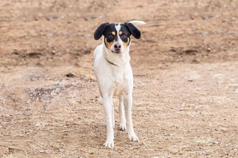 TRIPOINT, an adoptable Treeing Walker Coonhound in Pearce, AZ_image-3