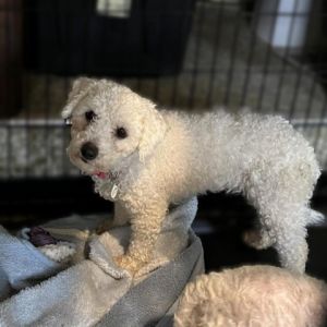 Petfinder hot sale bichon frise