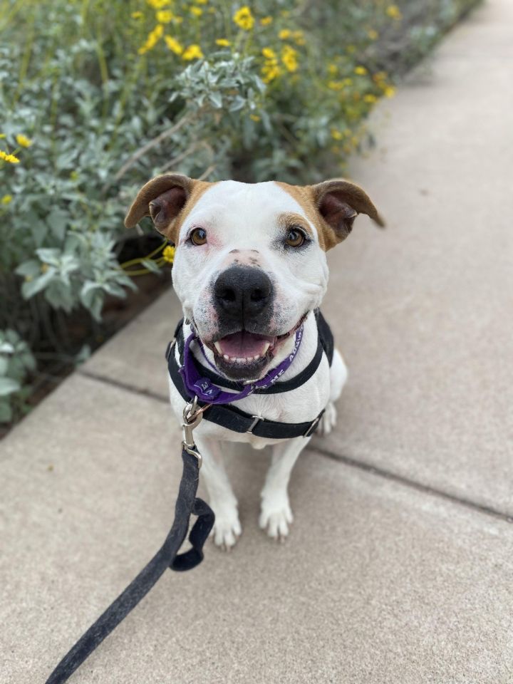 Dottie, an adoptable Pit Bull Terrier Mix in Phoenix, AZ_image-1