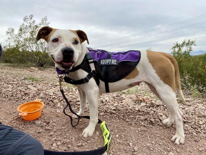 Dottie, an adoptable Pit Bull Terrier Mix in Phoenix, AZ_image-2
