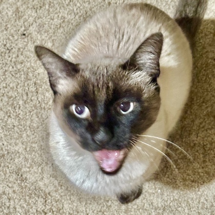 Bo, an adoptable Siamese & Domestic Short Hair Mix in Fort Worth, TX_image-1