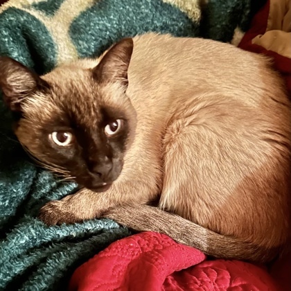 Bo, an adoptable Siamese & Domestic Short Hair Mix in Fort Worth, TX_image-2