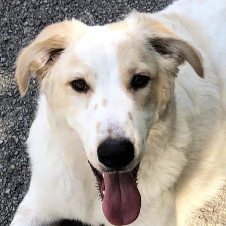 Chester, an adoptable Great Pyrenees Mix in Garland, TX_image-1