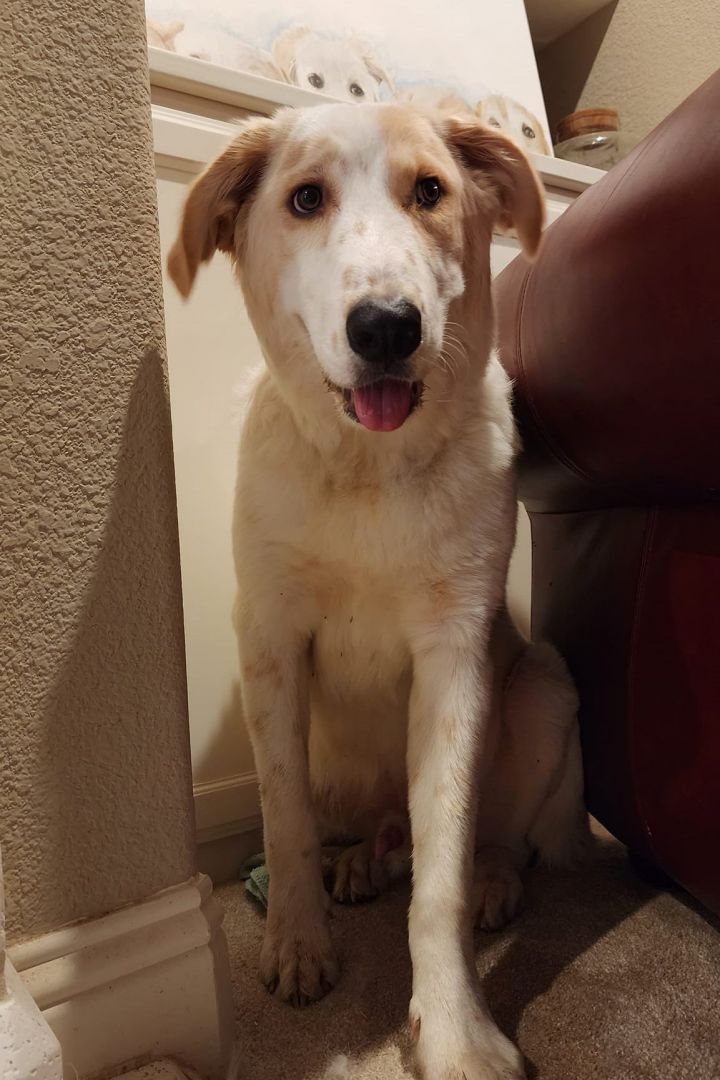 Chester, an adoptable Great Pyrenees Mix in Garland, TX_image-3