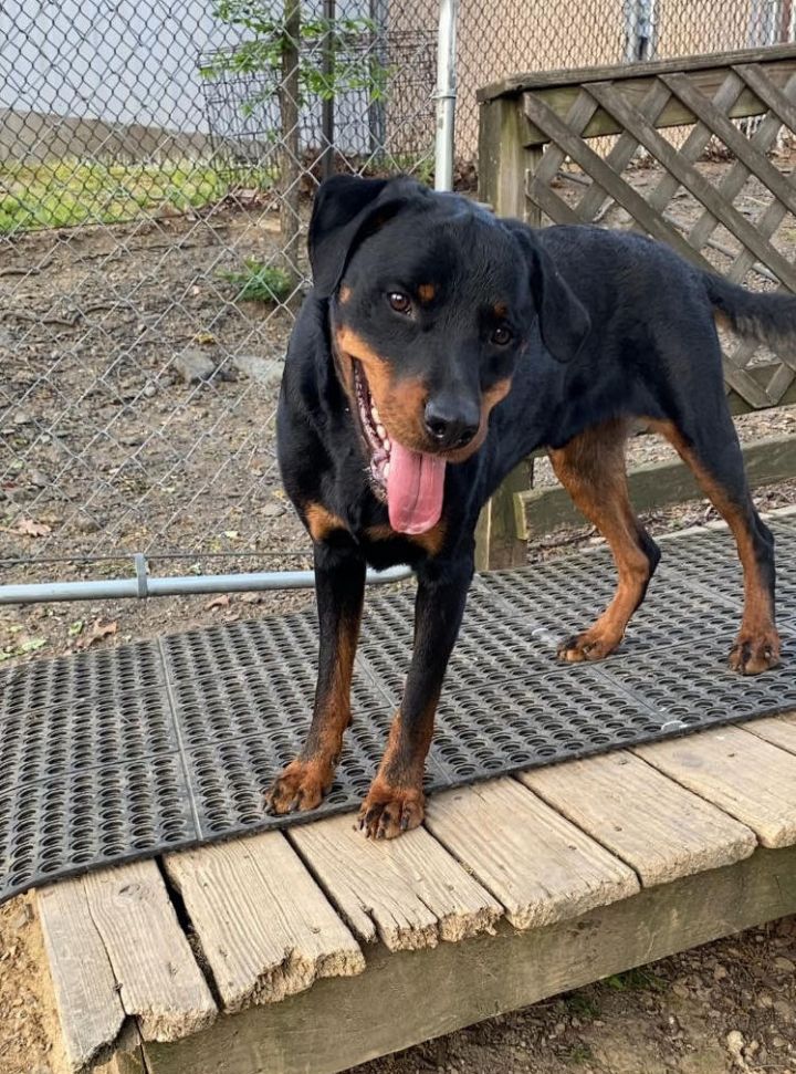 Messiah, an adoptable Rottweiler Mix in Sherwood, AR_image-1