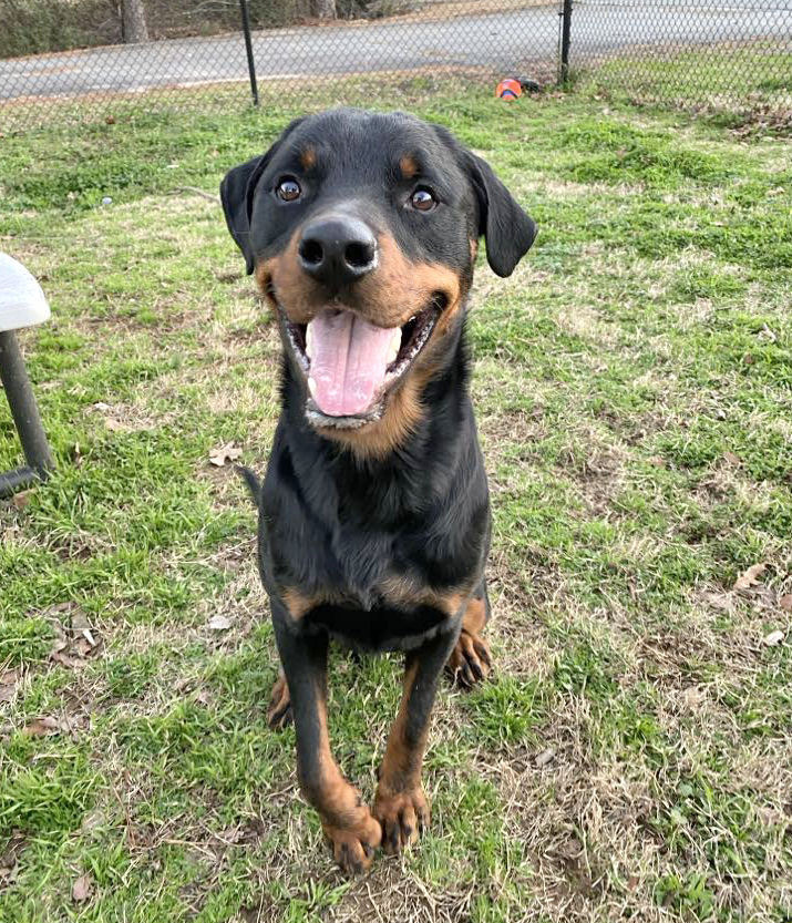 Messiah, an adoptable Rottweiler Mix in Sherwood, AR_image-2