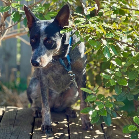 Laverne, an adoptable Australian Cattle Dog / Blue Heeler in Austin, TX_image-4